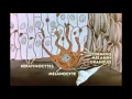 7 Pigment Transfer in Skin Cells