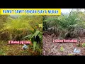 Lagu Kondisi Kebun Sawit Terlantar, Setelah 2 Bulan Dirawat Dengan Biaya Murah