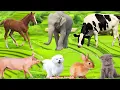 Download Lagu Boerderijdierengeluiden: Konijn, Koe, Schaap, Kat, Hond, Kip, Varken - Dierenvideo's
