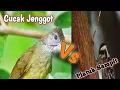 Download Lagu Masteran cucak jenggot dan platuk sampit