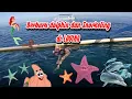 Lagu Trip to Bali Part 1 - Snorkeling di Lovina banyak lumba lumba loh!