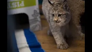 cat tales - cat tales