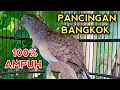 Download Lagu SUARA PANCINGAN PERKUTUT BANGKOK AGAR BUNYI - BIKIN PERKUTUT BANGKOK CEPAT GACOR 