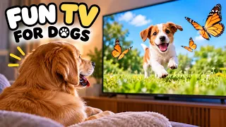 DOG TV 🐕📺 | STIMULATION, MUSIC & FUN 