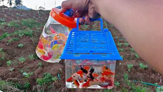 Tangkap banyak ikan hias di kebun, ikan cupang, ikan koi, ikan lele, ikan besar, kura kura, ikan mas