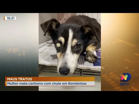 Maus-tratos: Mulher mata cachorro com chute no Litoral Norte
