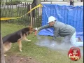 Dynamite Dog Prank