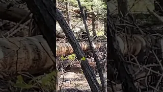 A black bear just cruising around near me on one of my hikes in Yosemite. #hike #hiking #bear
