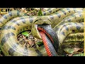 Lagu Wild Life Amazon jungle vs Ocean: Wild Animal Attacks Biggest Snake - Real Discovery Documentary