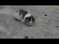 Baby Kitten By The Dumpster Waiting For Someone To Save It