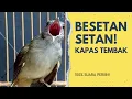 Download Lagu 🔴PERIIIIIIH! GACOR SHOT COTTON Masteran FULL SET, 100% KAIN \u0026 JELAS