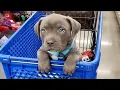 Funniest Cutest Pitbull Puppies That ll Melt You Instantly - Funny Puppy