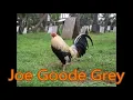 Gamefowl story 25 joe goode Grey