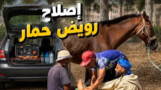 ليوم ركبت حذاء الحصان في السيارة  دندنها
