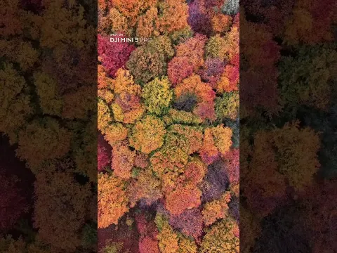 Autumn hits different from above. | DJI Mini 5 Pro