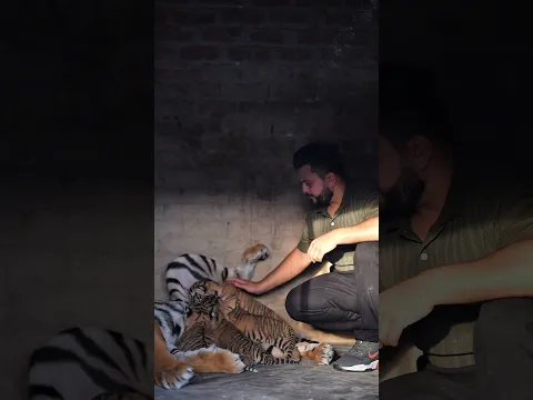 Helping Tiger Cubs to Feed Direct From Mother's Nipple | Nouman Hassan