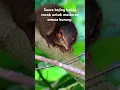 Download Lagu Suara bajing keles cocok untuk masteran burung kicau anda #masteranburung #bajingkekes
