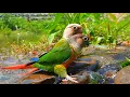 Lagu Green Cheek Conure very fun to play in the water | conure sounds