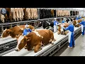 Lagu Inside Modern Cow Leather Factory: From Raw Cow Hide to High-End Fashion Goods (Full Process)