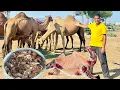 Download Lagu Aaj Camel Meat ka Dum Pukht bnaya||Wahab Kamran