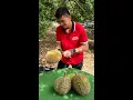 Must Try! Malaysian Durian Fruit Cutting Mater - Malacca Durian Heng