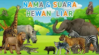 nama dan suara binatang untuk anak anak hewan liar suara binatang animasi
