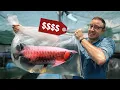 Download Lagu Making Millions Farming Banned Fish: Vietnam’s Endangered Arowana Hustle
