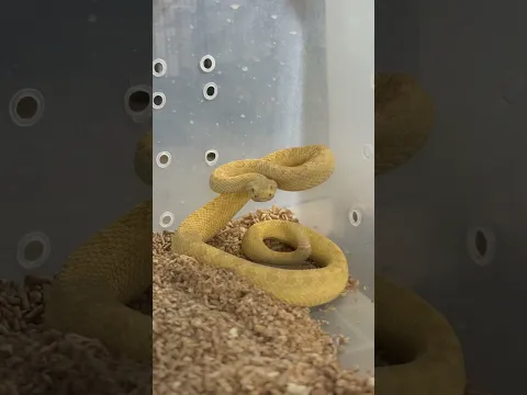 الافعى المجلجلة لون نادر #العمواسي #snake