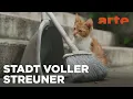 Download Lagu Istanbul, Stadt der Katzen | 360° Reportage | ARTE Family