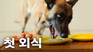 대형견 3마리 끌고 외식하러 나온 강형욱 *숨 쉬면서 먹어 얘들아...