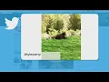 Tyler Perry spots bear in backyard of his new home