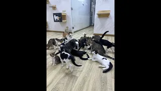 Feeding Street Cats is live!