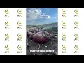 Download Lagu Pertumbuhan bawang 🧅 Time lapse [musim 2022] #shorts