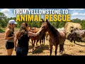 From Yellowstone to Animal Rescue Dawn Olivieri Builds a Sanctuary for Second Chances