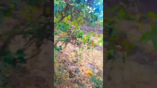 Biyya Too Harargee Lixaa Aanaa Gubbaa Qorichaa 7 Leymaan Harargee Zakirabdo Duet Love Youtube 