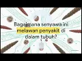 Aktivitas Farmakologi dan Komposisi Kimia Cabe Jawa