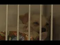 SPCA s Yelp for Help program nursing stray and surrendered animals back to health