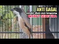 Download Lagu Suara Cendet Gacor Toet toet Efektif Anti Gagal Bikin Cendet Malas pun Langsung Nyaut Bunyi Seketika