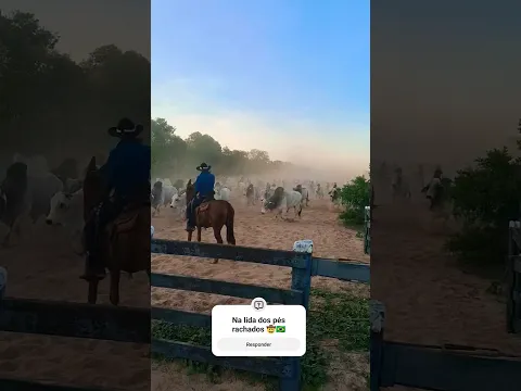 Na lida dos pés rachados 🤠🇧🇷 #viral #shortvideo #fazenda #gado #agro