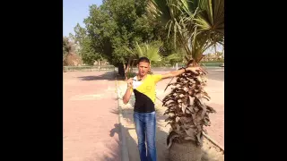 مولد فى تل ابيب الشاذلى المذعج 