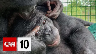 The behavioral breakthrough that s reshaping what we know about great apes February 11 2026