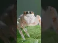 Aphid vs Jumping Spider