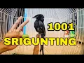 Download Lagu Burung SRIGUNTING Gacor JINAK Total Dan Suara Variasi | Pancingan Srigunting biar bunyi gacor