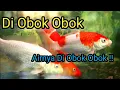 Download Lagu Lagu Anak - Di Obok Obok Airnya Di Obok Obok