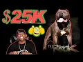 Buying the worlds biggest pitbull XL American Bully for 25k BGK s The Rock Story Time