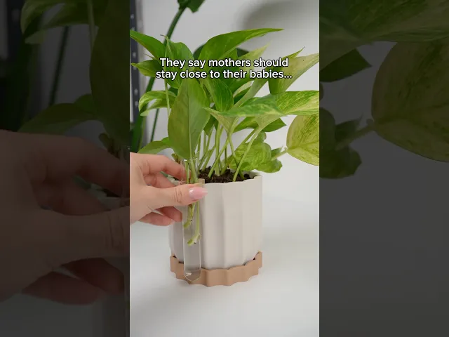 TWINIA V2 - minimalist planter with propagation tube holder.3mf video thumbnail