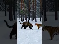 Download Lagu Siberian Tiger x Grizzly Bear  #tiger #siberiantiger #grizzlies #grizzlybear #bear