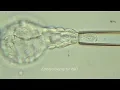 The Fertility Lab at Northwell Health Fertility
