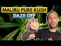 Malibu Pure Kush Review Daze Off Strain Breakdown Los Angeles