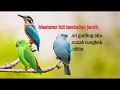 Download Lagu Masteran full tembakan Sri gunting abu abu,cungkok,cililin, #masterankacer #masteranmuraibatu 